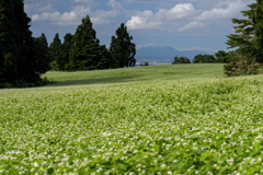 山本山の蕎麦畑 05