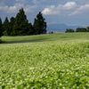 山本山の蕎麦畑 05