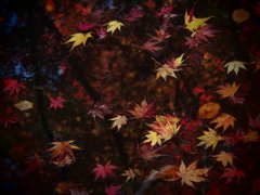 中野邸美術館の紅葉8