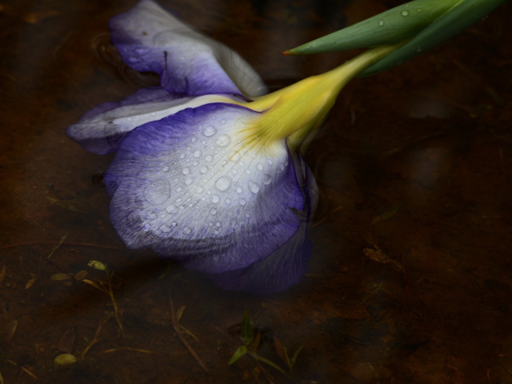 花菖蒲02