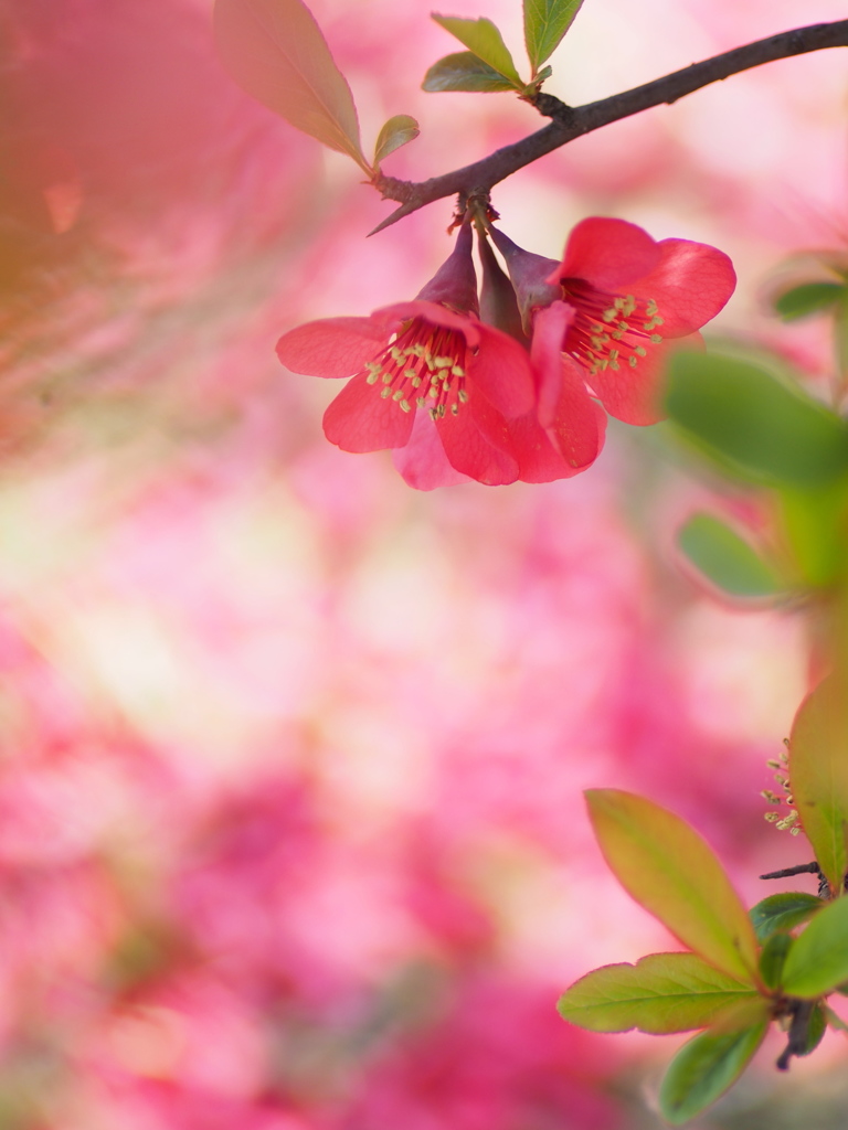 木瓜の花5