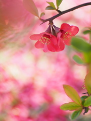 木瓜の花5