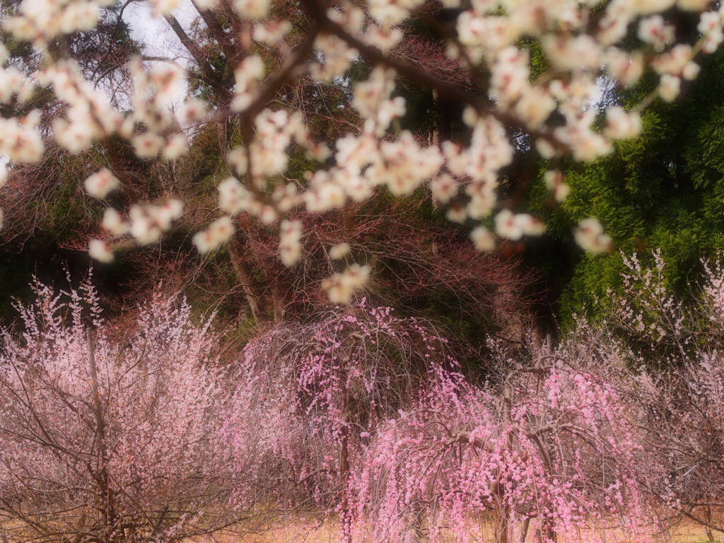 梅林公園04