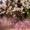 梅林公園04