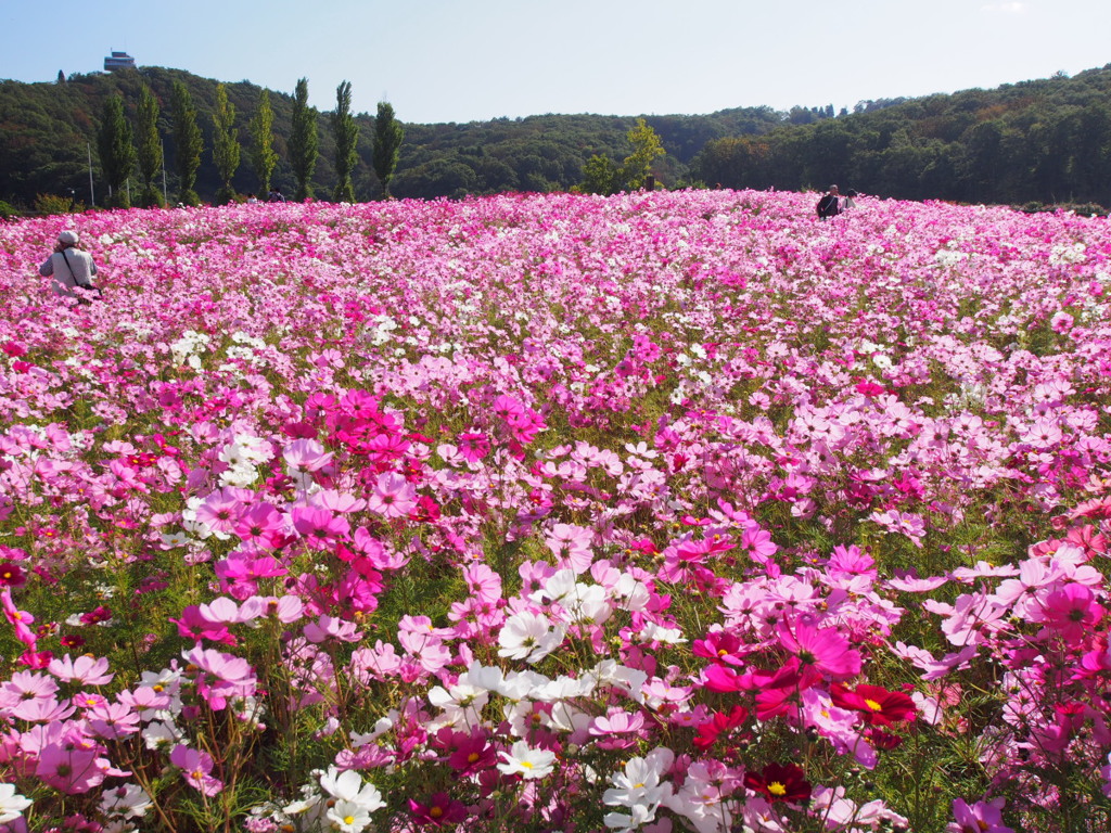 秋桜満開01
