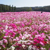 秋桜満開01