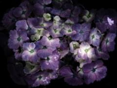 艶紫陽花