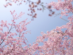 悠久山のしだれ桜２