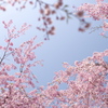 悠久山のしだれ桜２