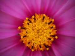 秋桜の中のCOSMOS 01