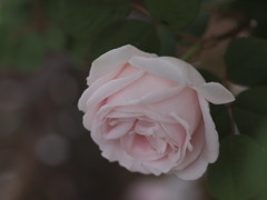 淡い恋