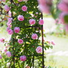 薔薇の季節01