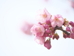 陽光桜