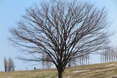 早春の丘陵公園9