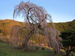 弁天さんのしだれ桜01