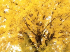 大銀杏