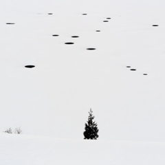 点景