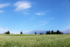 山本山のそば畑2