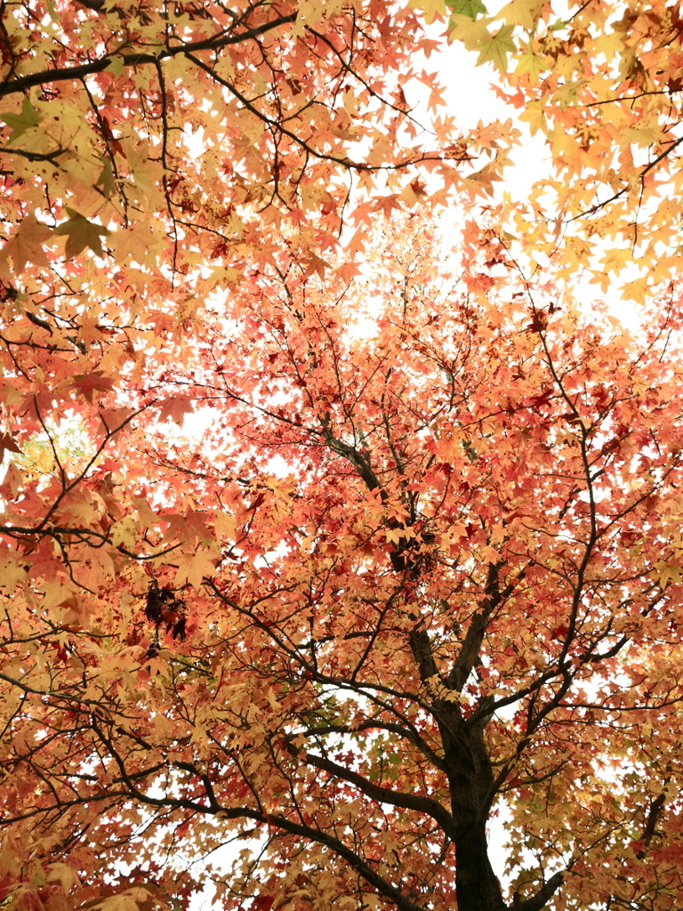 長岡造形大学の紅葉 03