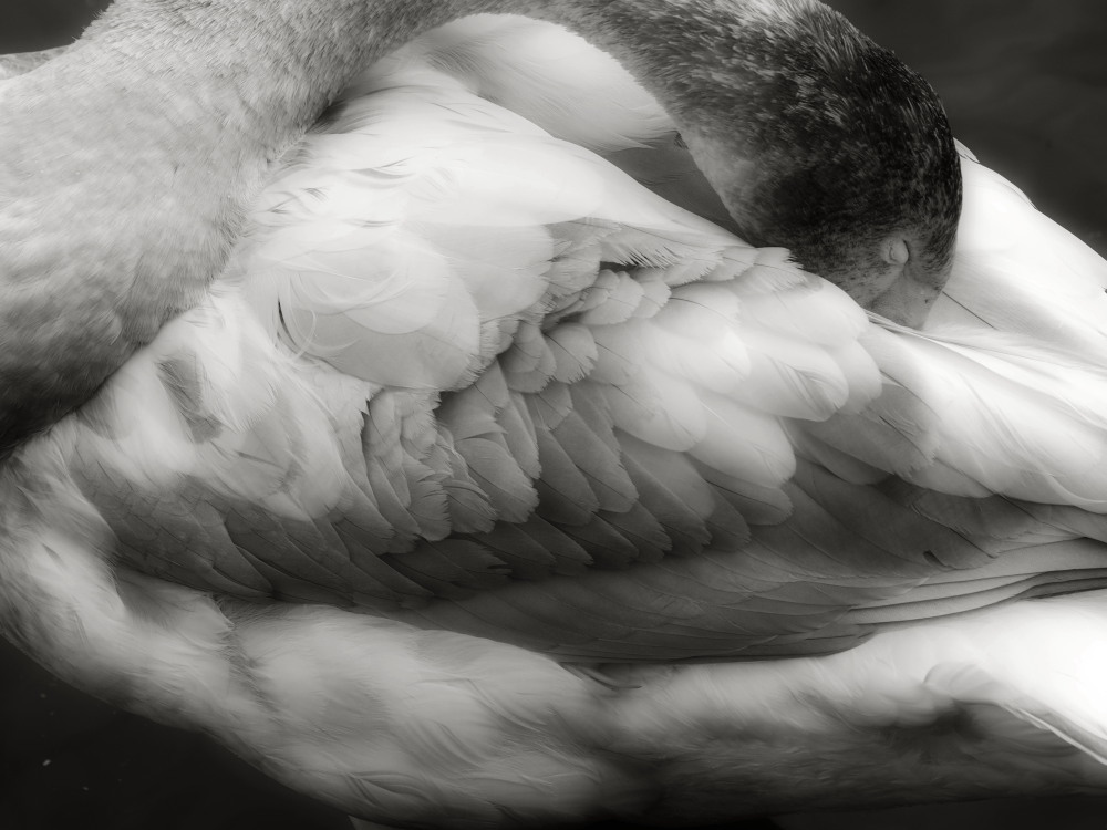 Gray bird 04