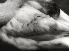 Gray bird 04