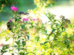 秋草の彩り