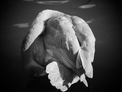 幼鳥の美１