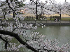 堀と桜