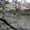 堀と桜