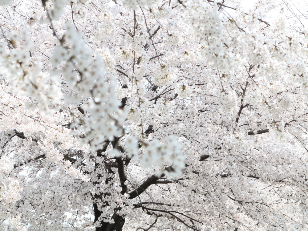 桜の下で