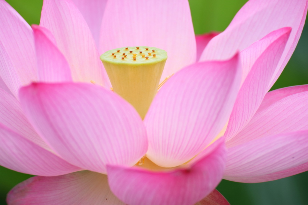 蓮の花3