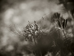 Red spider lily 6