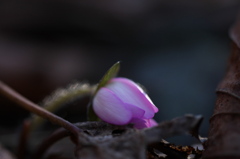 涅槃