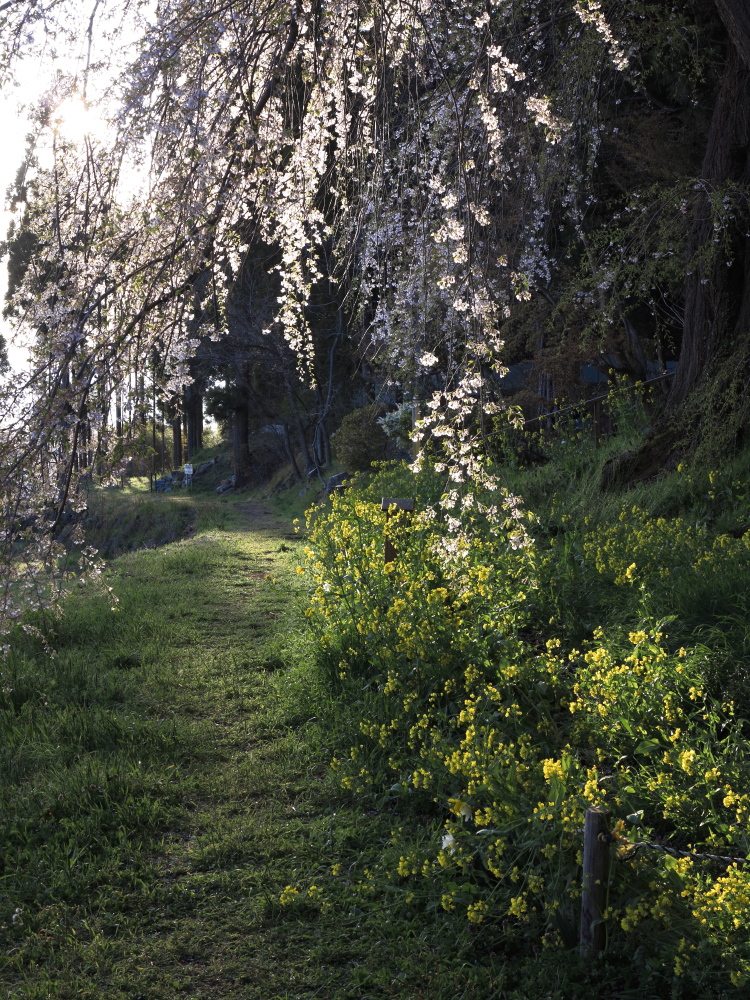 大日向観音堂のしだれ桜03