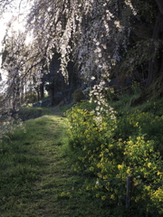 大日向観音堂のしだれ桜03