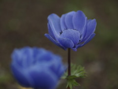 アネモネ