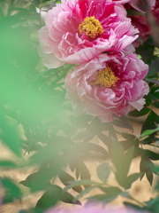 牡丹の花3