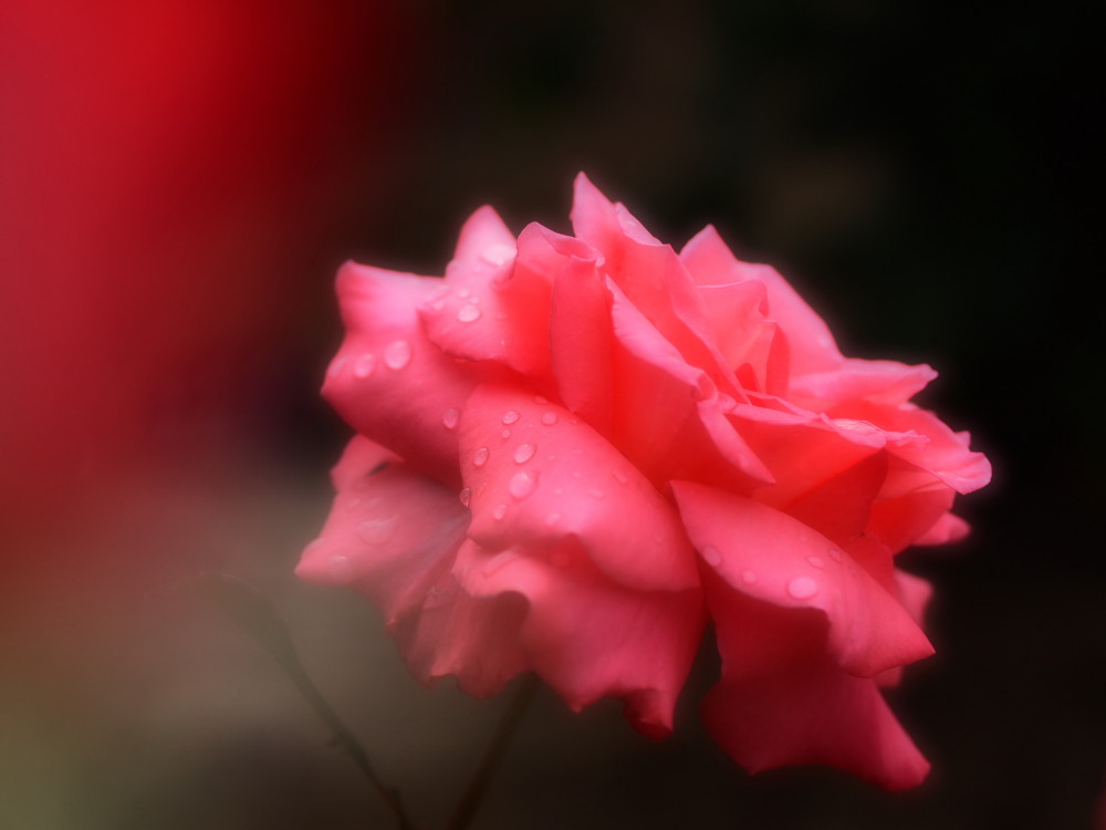 華やぐとき