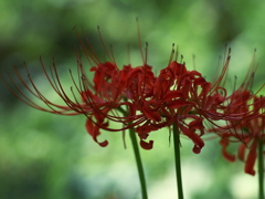 Red spider lily 3