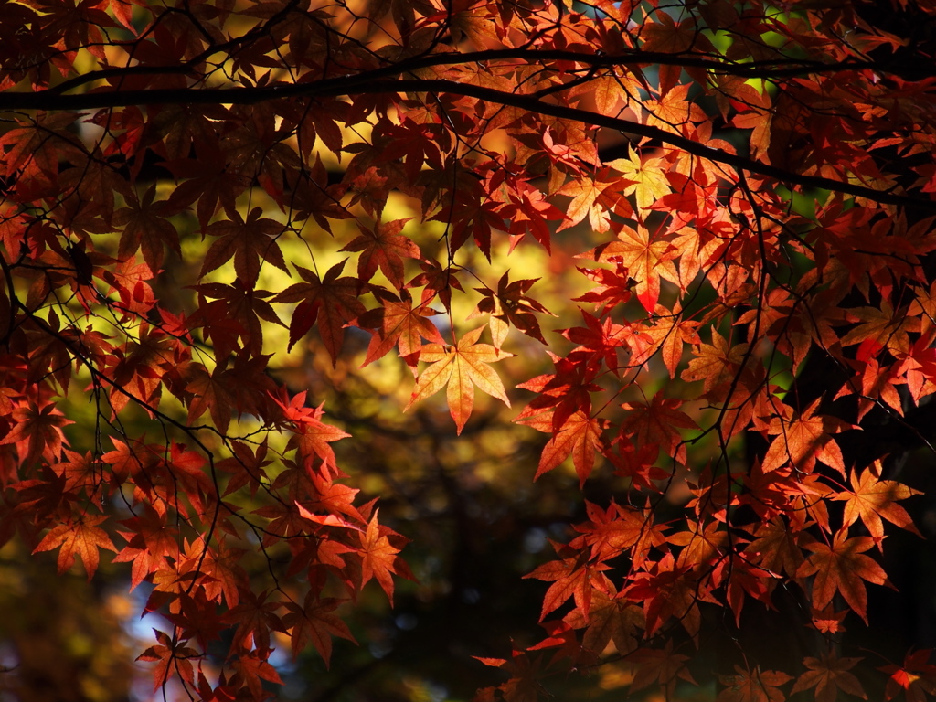 中野邸美術館の紅葉3