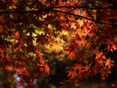 中野邸美術館の紅葉3