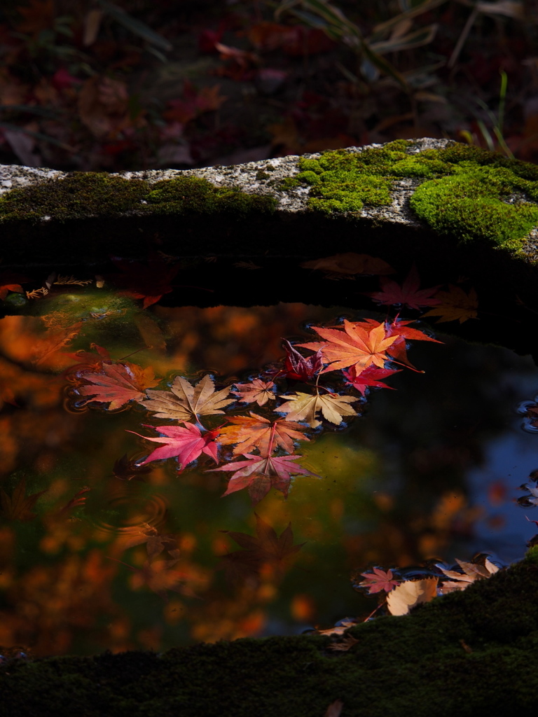 中野邸美術館の紅葉4