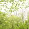 里山の新緑1