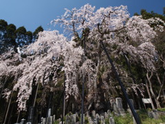 高山五大桜①「坪井のしだれ桜」02