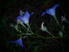 藍の陰