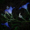 藍の陰