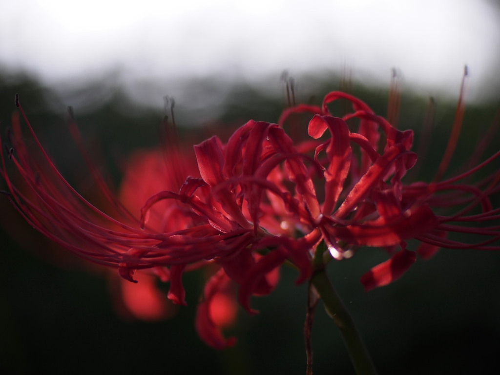 したたる紅