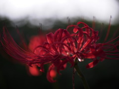 したたる紅