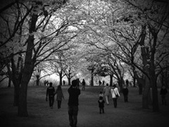 いつか見た桜の園