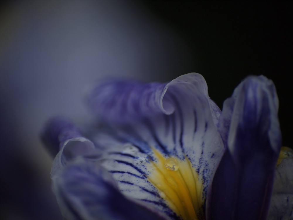 花菖蒲11
